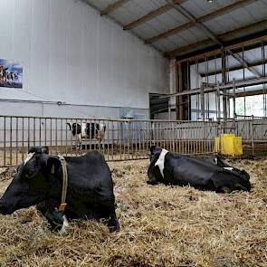 Voor de melkrobots bevinden zich ruime strohokken voor afgekalfde koeien. Rechts de opening waar de voerrobot door kan naar de jongvee-afdeling.