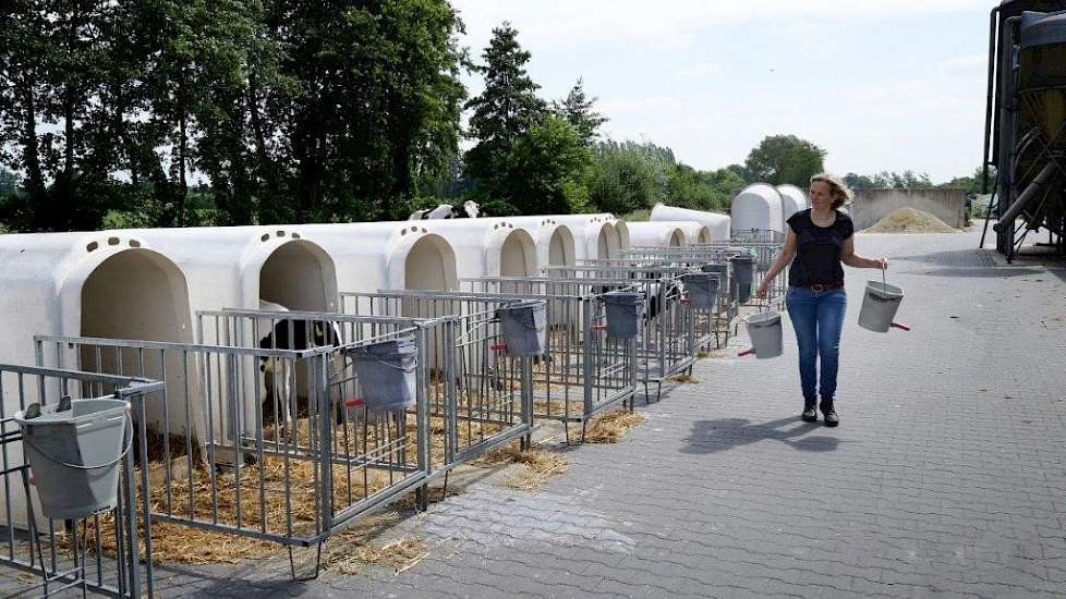 De kalveren lopen in ruime strohokken aan de voorkant van de stal in een afgesloten gedeelte. Alleen de stierkalfjes zitten buiten in iglo’s en krijgen onbeperkt koude koemelk.