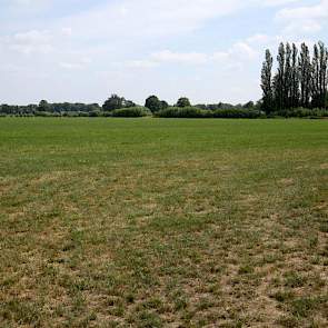 Rond het nieuwe bedrijf ligt 22 hectare grond aan één blok. In totaal is er 45 hectare grond in gebruik waarvan negen hectare maïs en de rest gras. Het was beslist niet de beste grond die ze kochten. „Lage grond met een lappendeken aan perceeltjes met all