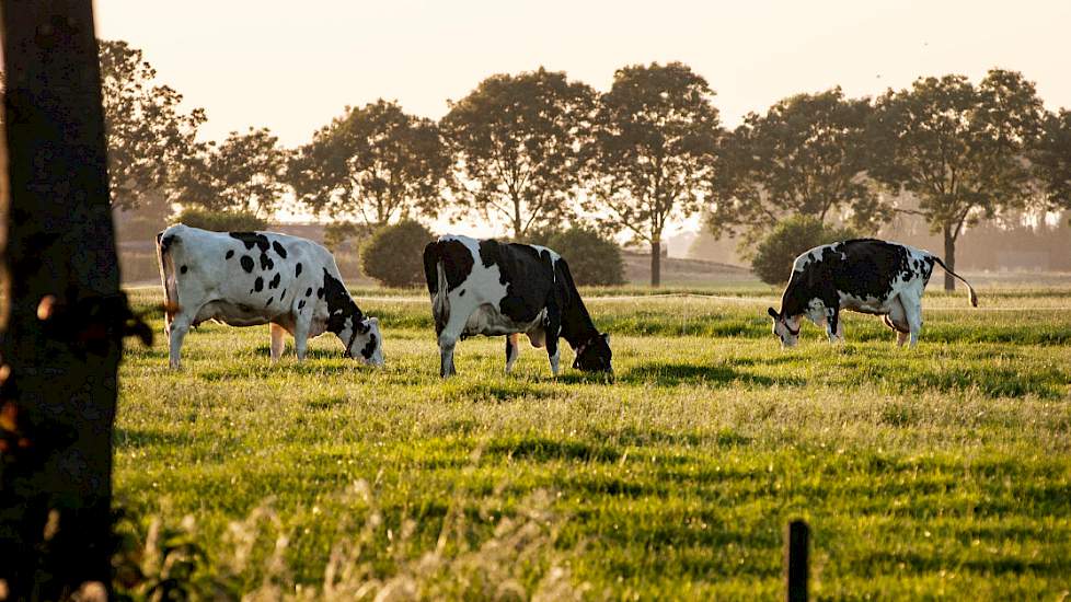 Melkkoeien in weiland met avondlicht