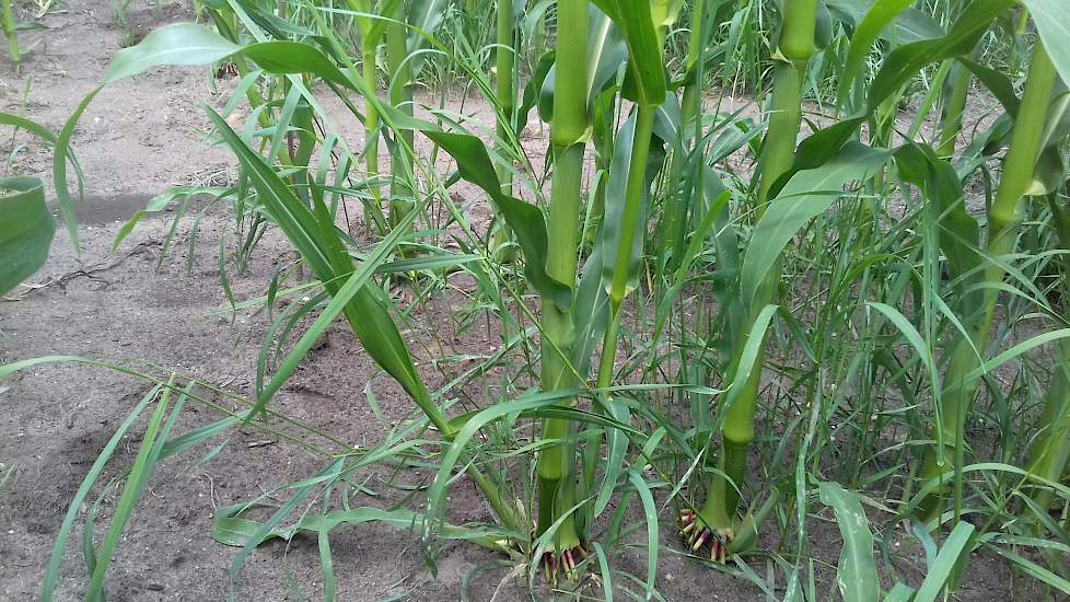 Op een deel van het perceel worden spuitproeven gedaan. Op deze foto is een deel niet gespoten tegen grasonkruiden. De maïs is gezaaid op gescheurd grasland en dit gras is weer opnieuw gaan kiemen. Hier hebben de planten ook de meeste last van droogte doo