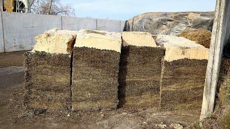 Topkuil › Eurofins: Oppassen met hoge nitraatgehalten voorjaarskuilen - Melkvee