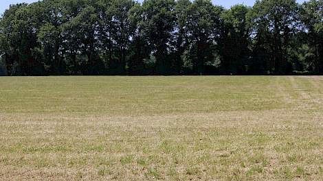Melkveehouders beginnen zich zorgen te maken over wintervoorraad ruwvoer - Melkvee