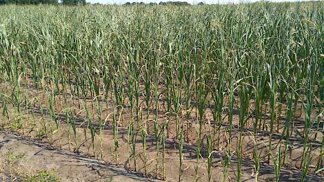 Verdeelde meningen over oogsten van verdroogde maïs - Melkvee