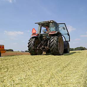 Hulshof oogstte in totaal 7 hectare maïs voor zijn 60 melkkoeien.