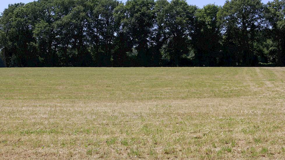 Verdord grasland.